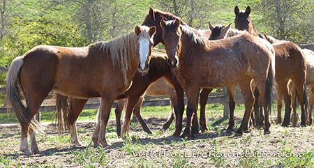 WFLF Rescued Navajo Fillies and Colts